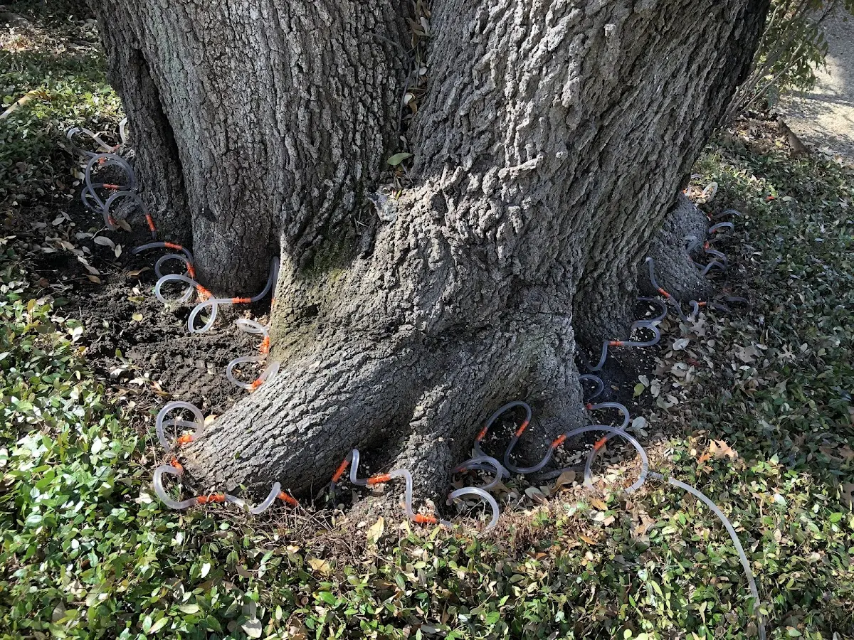 Detailed Tree Cabling and Bracing job site in Tullahoma