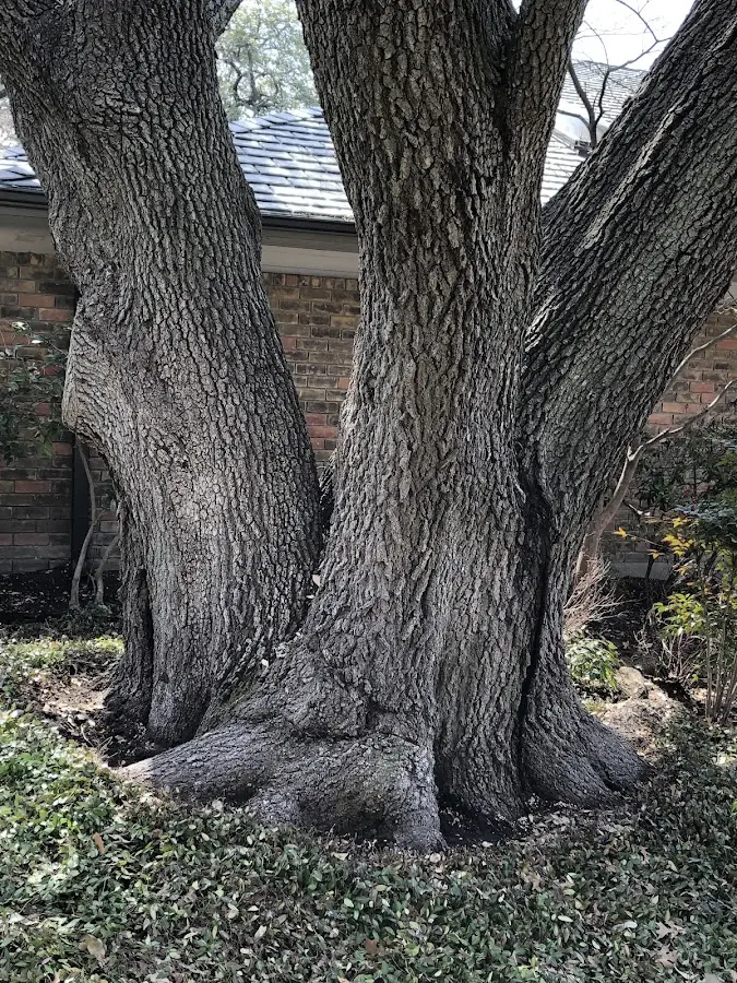 Mature heritage tree close to a Tullahoma property cared for by certified arborists
